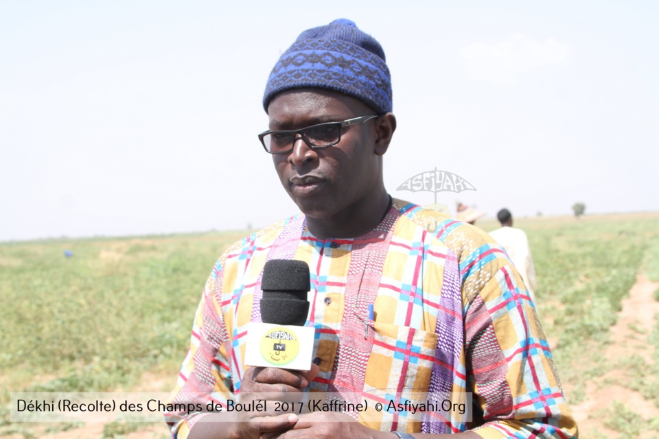 PHOTOS - Regardez les Images de la Récolte 2017 des Champs de Boulél (Kaffrine), cultivés par Serigne Abdoul Aziz SY Al Amine