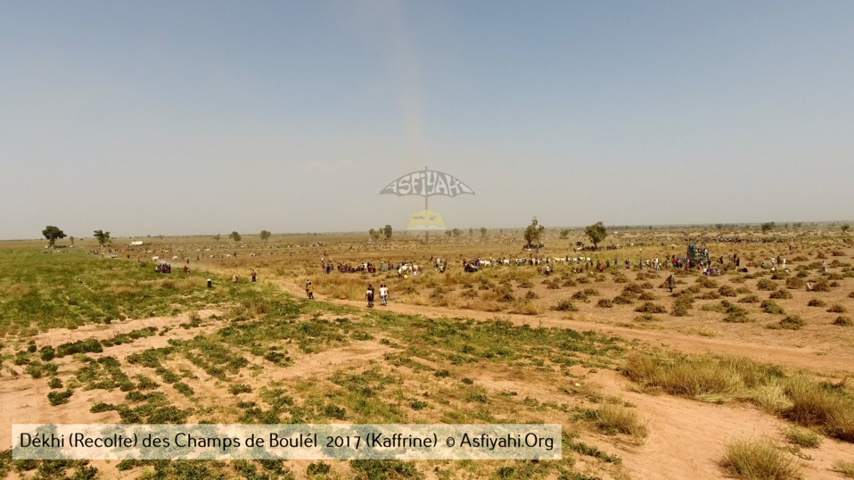 PHOTOS - Regardez les Images de la Récolte 2017 des Champs de Boulél (Kaffrine), cultivés par Serigne Abdoul Aziz SY Al Amine