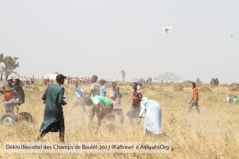 PHOTOS - Regardez les Images de la Récolte 2017 des Champs de Boulél (Kaffrine), cultivés par Serigne Abdoul Aziz SY Al Amine