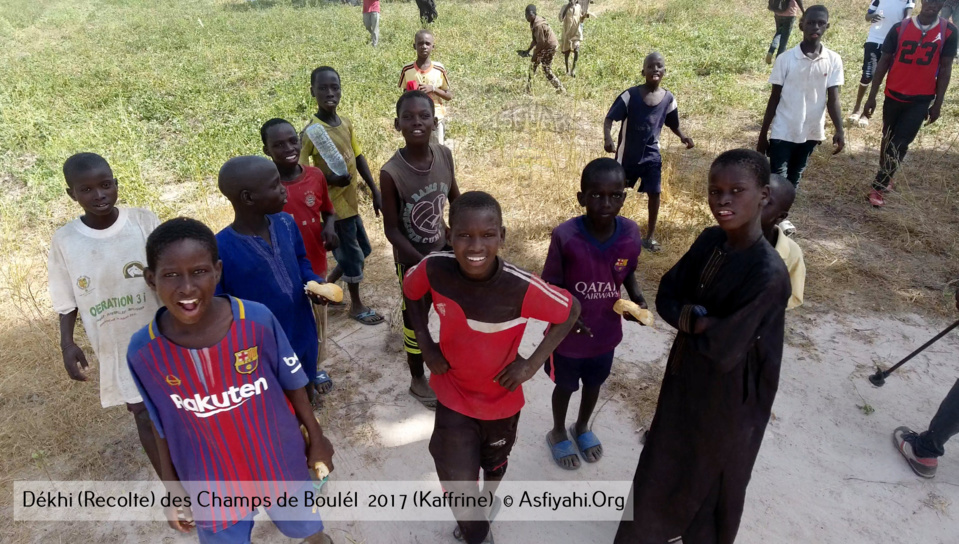 PHOTOS - Regardez les Images de la Récolte 2017 des Champs de Boulél (Kaffrine), cultivés par Serigne Abdoul Aziz SY Al Amine