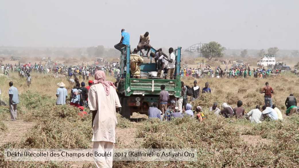 PHOTOS - Regardez les Images de la Récolte 2017 des Champs de Boulél (Kaffrine), cultivés par Serigne Abdoul Aziz SY Al Amine