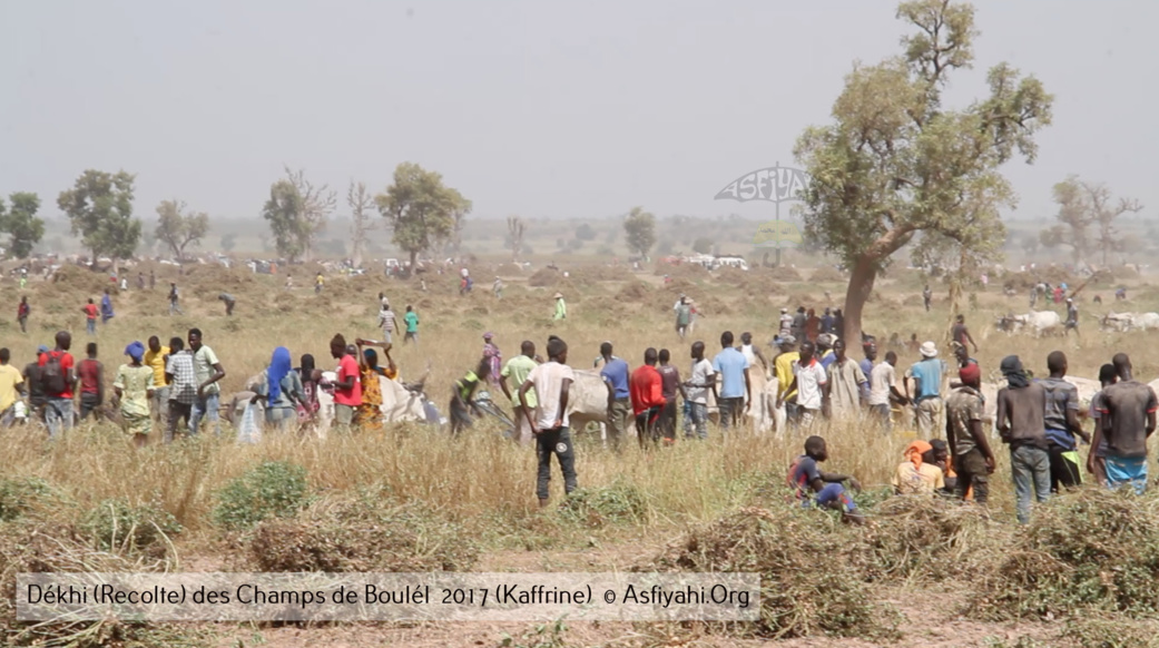 PHOTOS - Regardez les Images de la Récolte 2017 des Champs de Boulél (Kaffrine), cultivés par Serigne Abdoul Aziz SY Al Amine
