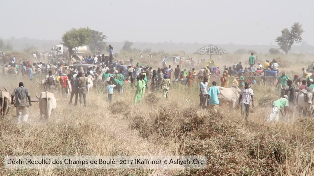 PHOTOS - Regardez les Images de la Récolte 2017 des Champs de Boulél (Kaffrine), cultivés par Serigne Abdoul Aziz SY Al Amine