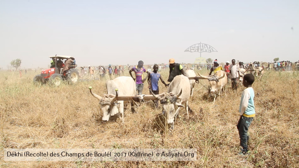 PHOTOS - Regardez les Images de la Récolte 2017 des Champs de Boulél (Kaffrine), cultivés par Serigne Abdoul Aziz SY Al Amine