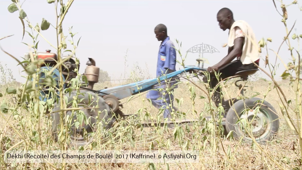 PHOTOS - Regardez les Images de la Récolte 2017 des Champs de Boulél (Kaffrine), cultivés par Serigne Abdoul Aziz SY Al Amine