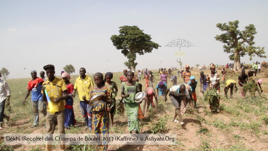 PHOTOS - Regardez les Images de la Récolte 2017 des Champs de Boulél (Kaffrine), cultivés par Serigne Abdoul Aziz SY Al Amine
