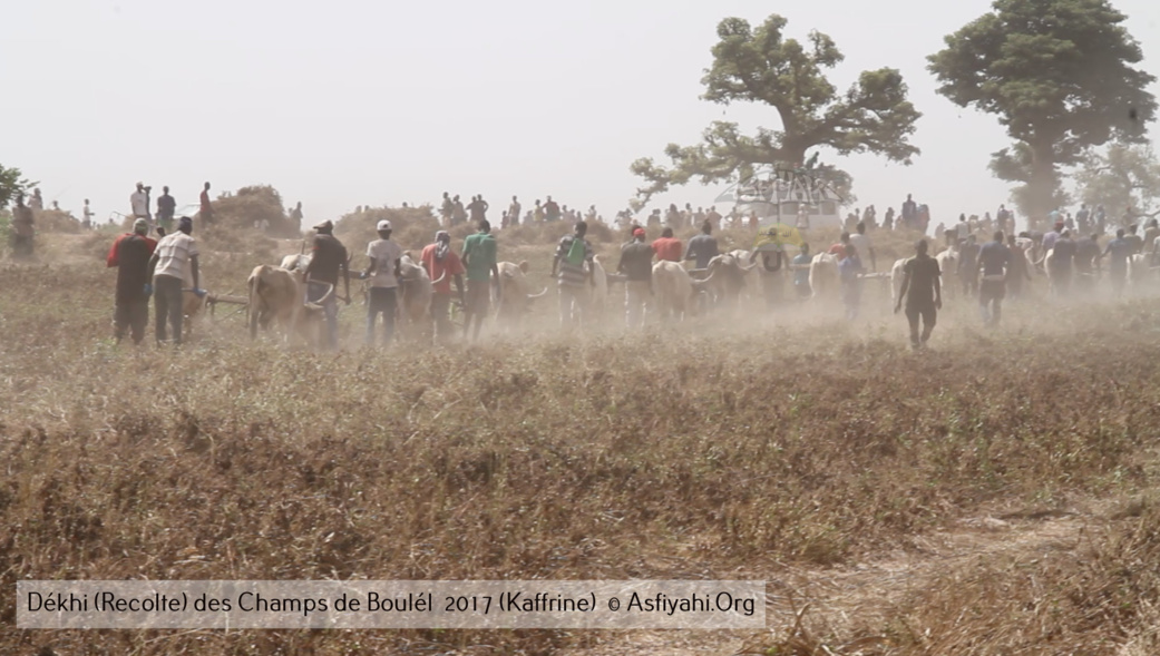 PHOTOS - Regardez les Images de la Récolte 2017 des Champs de Boulél (Kaffrine), cultivés par Serigne Abdoul Aziz SY Al Amine
