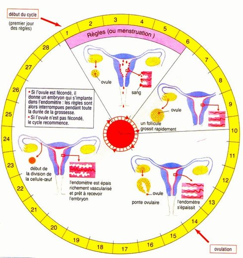 LA PÉRIODE MENSTRUELLE : Le miracle scientifique des menstrues dans le Saint-Coran, les conduites à tenir pendant la prière, le Ramadan et les rapports intimes etc...