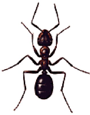 [SCIENCE] LA COMMUNICATION ET L'ORGANISATION SOCIALE  DES FOURMIS DANS LE SAINT -cORAN