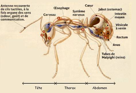 [SCIENCE] LA COMMUNICATION ET L'ORGANISATION SOCIALE  DES FOURMIS DANS LE SAINT -cORAN