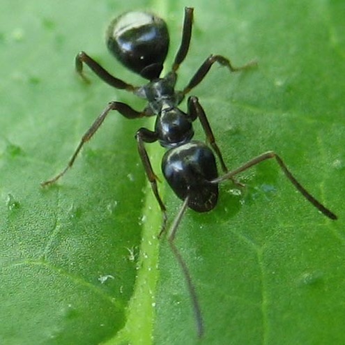 [SCIENCE] LA COMMUNICATION ET L'ORGANISATION SOCIALE  DES FOURMIS DANS LE SAINT -cORAN