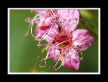 Mémorial des Saintes : Sokhna Safiètou Niang, Sokhna  Sokhna Yacine Dieng et Sokhna Anta Sall, nobles épouses de Seydi El Hadj Malick Sy (RTA)