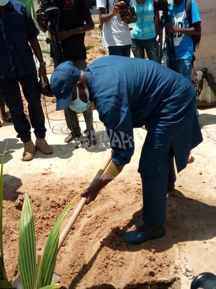 PHOTOS - Campagne de Reboisement 2020 - Plantation d’arbres dans la Ville de Tivaouane.