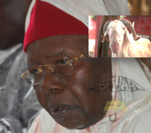 VIDEO - TABASKI 2013 - Serigne Abdoul Aziz Sy Al Amine distribue des centaines de moutons d'une valeur de 40 Millions de Fcfa