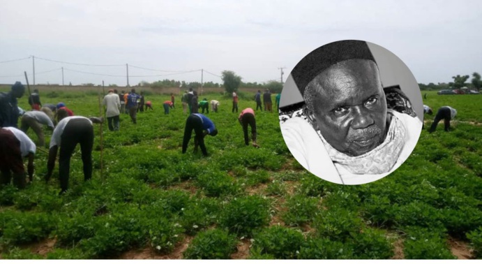 MBOUR - Dékhi (Récolte) Tolou Serigne Babacar Sy de Nguerigne, Dimanche 14 Novembre