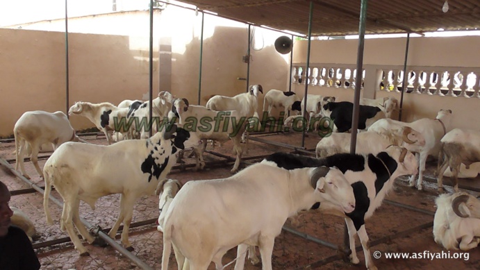 PHOTOS - "KHAROU TIVAOUANE" - Les Images de la traditionnelle ceremonie annuelle de distribution de Moutons 