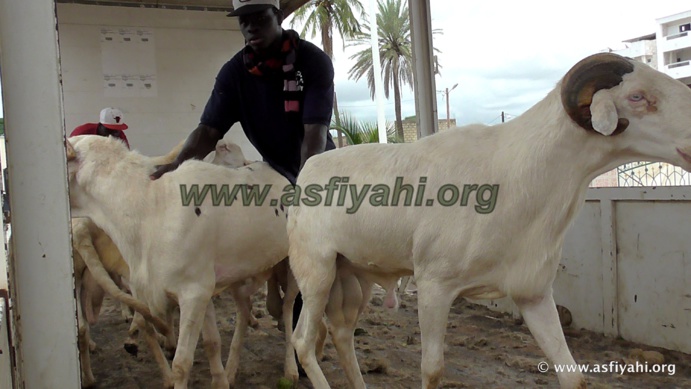 PHOTOS - "KHAROU TIVAOUANE" - Les Images de la traditionnelle ceremonie annuelle de distribution de Moutons 