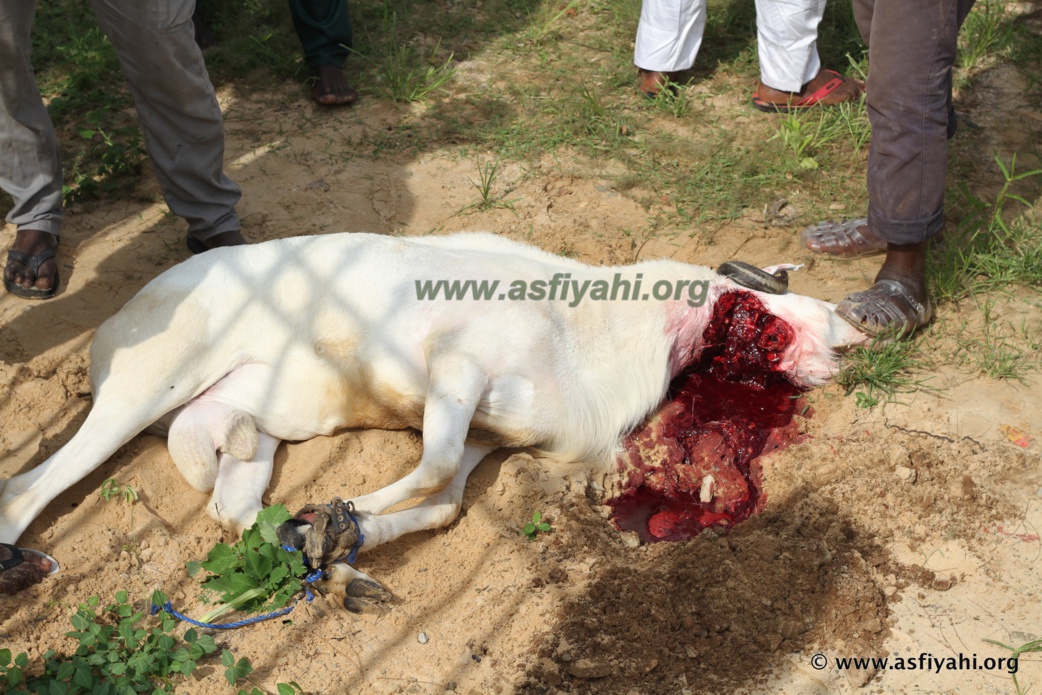 PHOTOS - TABASKI 2015 - Les Images de la Prière à la Grande Mosquée Fenêtre Mermoz, dirigée par Imam Rawane Mbaye