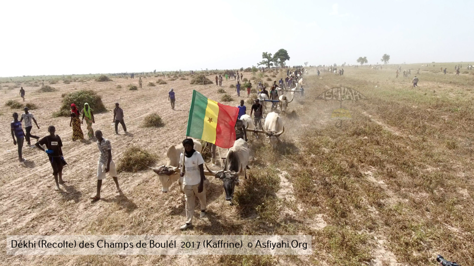 PHOTOS - Regardez les Images de la Récolte 2017 des Champs de Boulél (Kaffrine), cultivés par Serigne Abdoul Aziz SY Al Amine