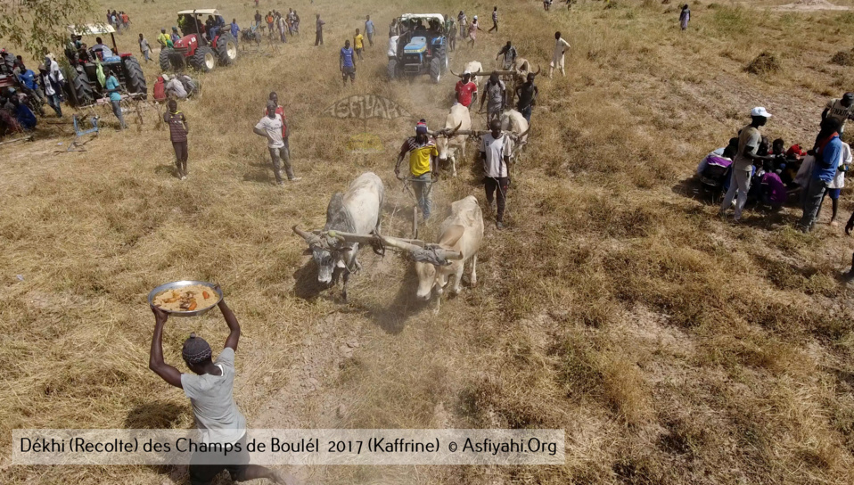 PHOTOS - Regardez les Images de la Récolte 2017 des Champs de Boulél (Kaffrine), cultivés par Serigne Abdoul Aziz SY Al Amine