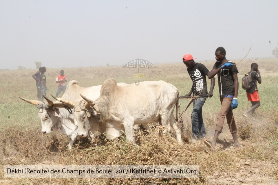 PHOTOS - Regardez les Images de la Récolte 2017 des Champs de Boulél (Kaffrine), cultivés par Serigne Abdoul Aziz SY Al Amine