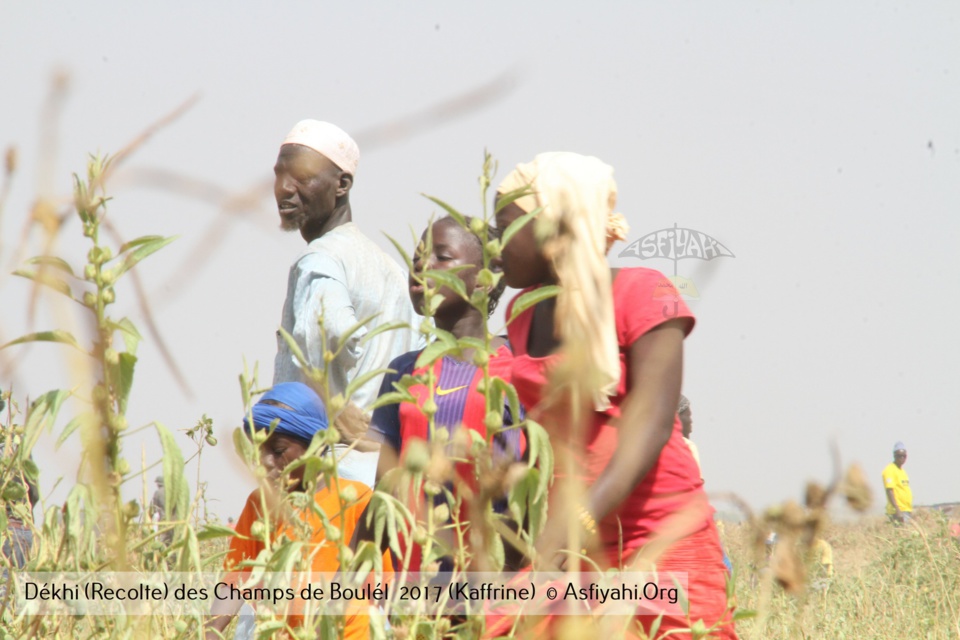 PHOTOS - Regardez les Images de la Récolte 2017 des Champs de Boulél (Kaffrine), cultivés par Serigne Abdoul Aziz SY Al Amine