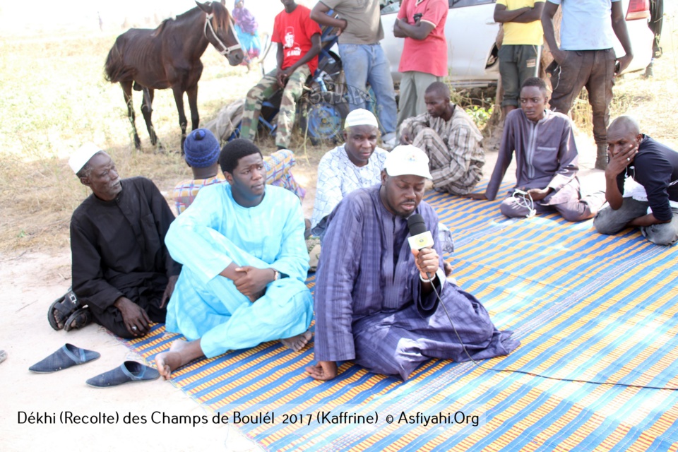 PHOTOS - Regardez les Images de la Récolte 2017 des Champs de Boulél (Kaffrine), cultivés par Serigne Abdoul Aziz SY Al Amine