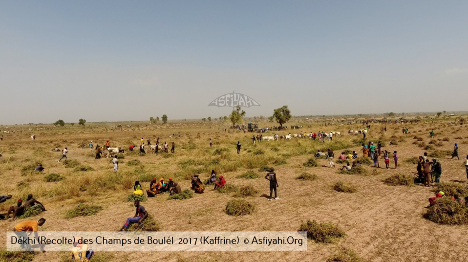 PHOTOS - Regardez les Images de la Récolte 2017 des Champs de Boulél (Kaffrine), cultivés par Serigne Abdoul Aziz SY Al Amine