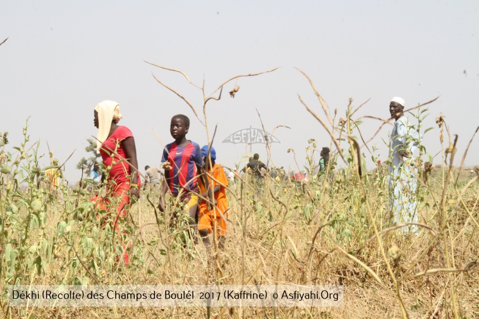 PHOTOS - Regardez les Images de la Récolte 2017 des Champs de Boulél (Kaffrine), cultivés par Serigne Abdoul Aziz SY Al Amine