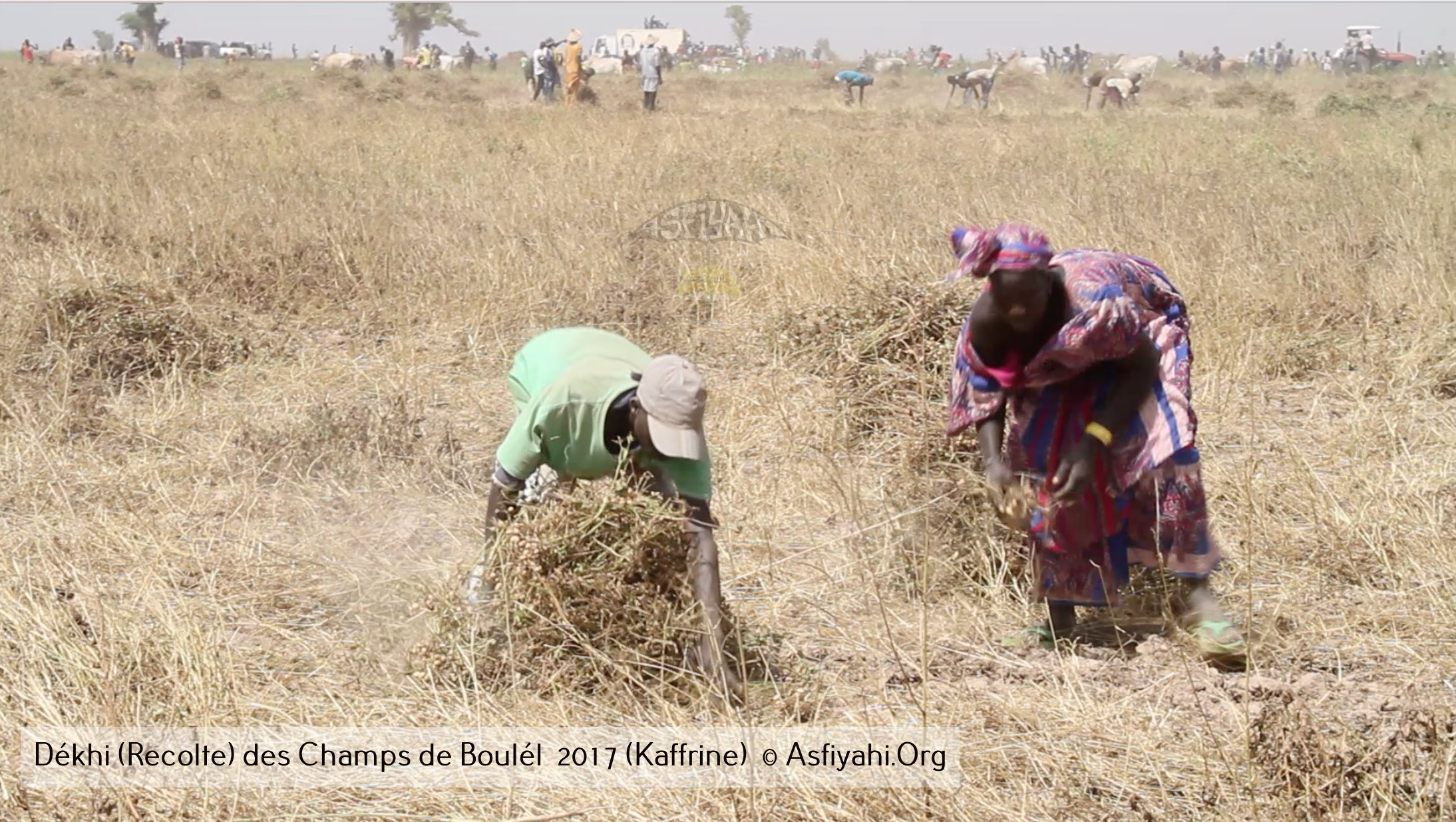 PHOTOS - Regardez les Images de la Récolte 2017 des Champs de Boulél (Kaffrine), cultivés par Serigne Abdoul Aziz SY Al Amine
