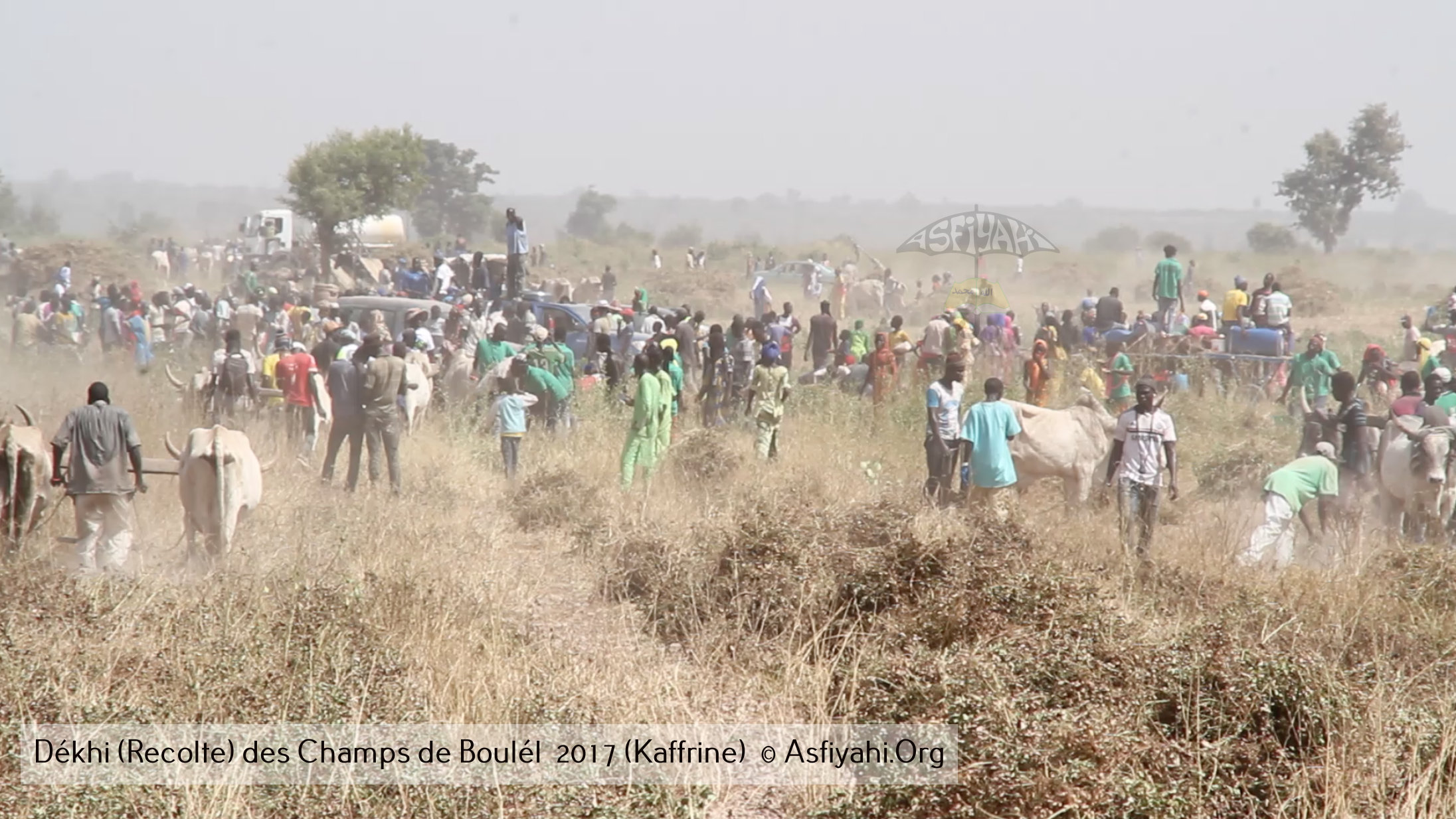 PHOTOS - Regardez les Images de la Récolte 2017 des Champs de Boulél (Kaffrine), cultivés par Serigne Abdoul Aziz SY Al Amine