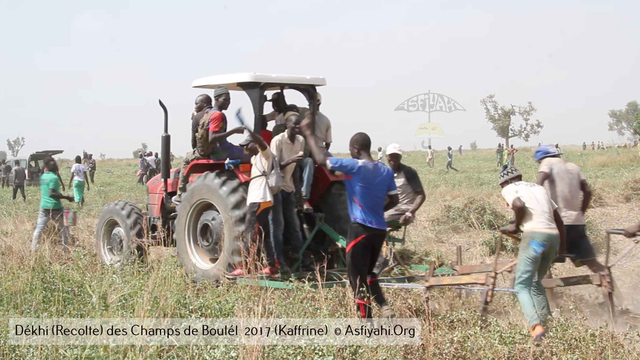PHOTOS - Regardez les Images de la Récolte 2017 des Champs de Boulél (Kaffrine), cultivés par Serigne Abdoul Aziz SY Al Amine