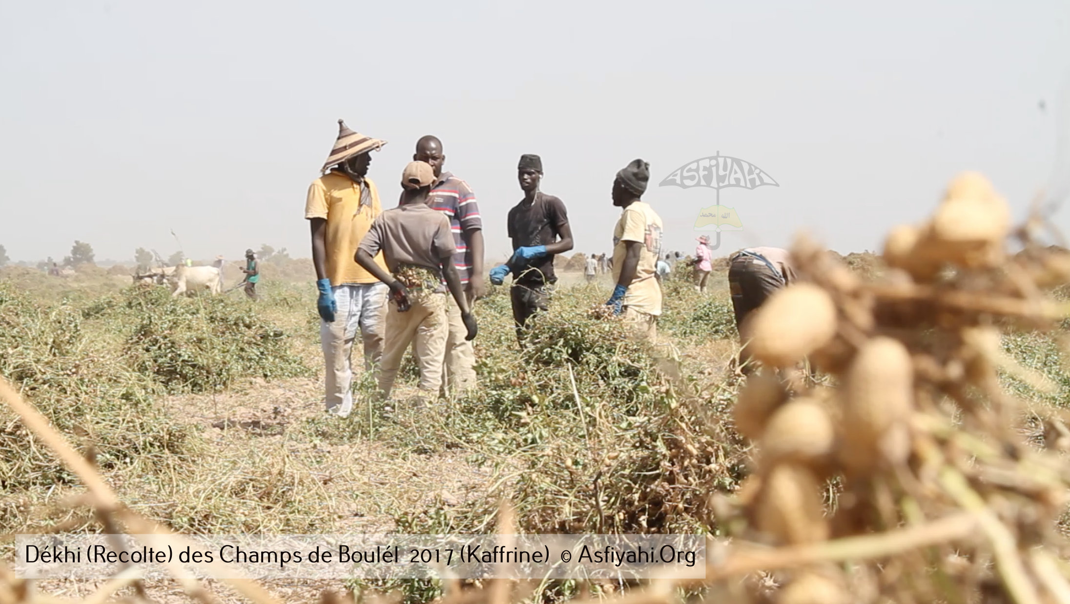 PHOTOS - Regardez les Images de la Récolte 2017 des Champs de Boulél (Kaffrine), cultivés par Serigne Abdoul Aziz SY Al Amine