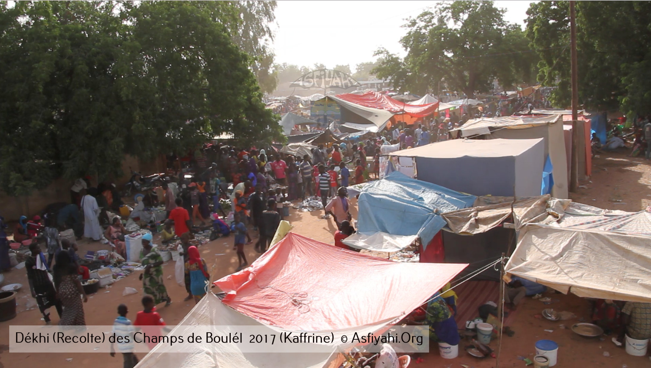 PHOTOS - Regardez les Images de la Récolte 2017 des Champs de Boulél (Kaffrine), cultivés par Serigne Abdoul Aziz SY Al Amine