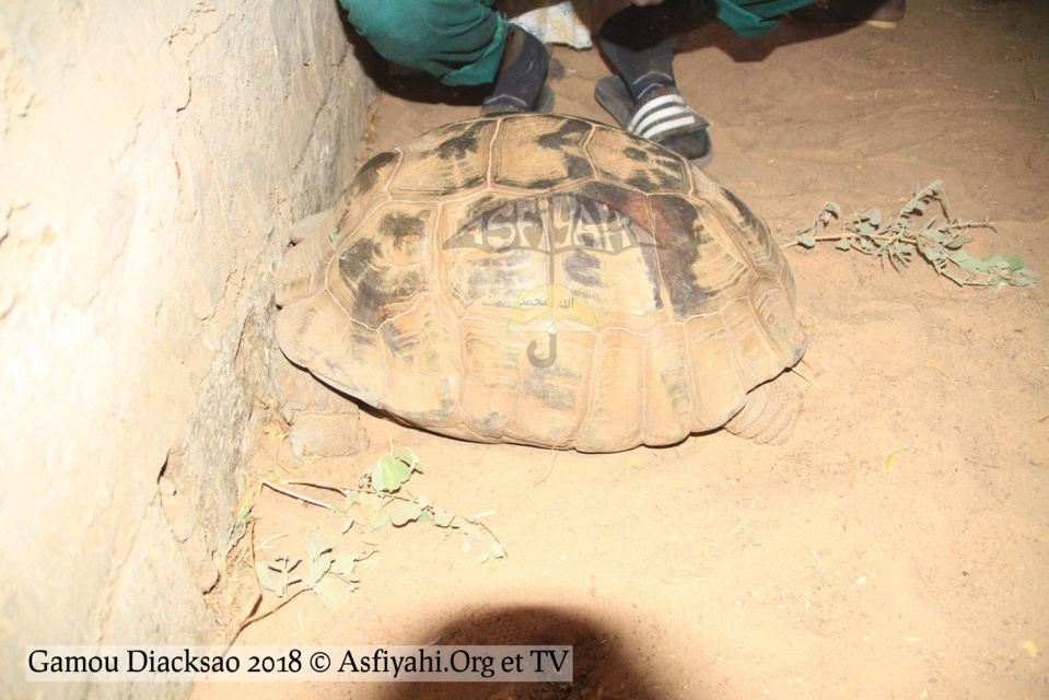 PHOTOS - GAMOU DIACKSAO 2018 - Les Images de la Cérémonie officielle, présidée par Serigne Mbaye Sy Mansour, Khalif General des Tidianes, ce Samedi 21 Avril 2018  