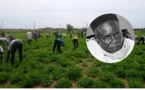 MBOUR - Dékhi (Récolte) Tolou Serigne Babacar Sy de Nguerigne, Dimanche 14 Novembre