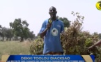DEKKI TOOLOU DIACKSAO - La Récolte des Champs de Diacksao 2022