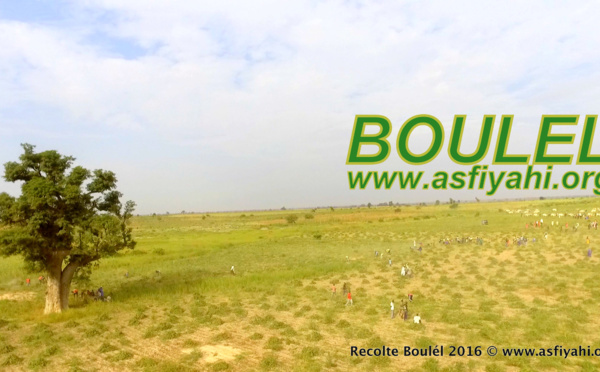PHOTOS - Regardez les Images de la Récolte des Champs de Boulél (Kaffrine), cultivés par Serigne Abdoul Aziz SY Al Amine