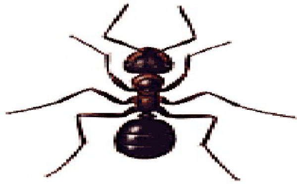 [SCIENCE] LA COMMUNICATION ET L'ORGANISATION SOCIALE  DES FOURMIS DANS LE SAINT -cORAN