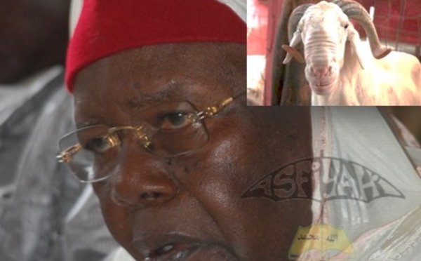 VIDEO - TABASKI 2013 - Serigne Abdoul Aziz Sy Al Amine distribue des centaines de moutons d'une valeur de 40 Millions de Fcfa