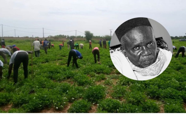 MBOUR - Dékhi (Récolte) Tolou Serigne Babacar Sy de Nguerigne, Dimanche 14 Novembre
