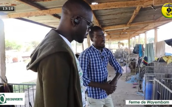 MAGAZINE: A la découverte de la Ferme Wayembam (Bambilor) 16 Janvier 2022 invité: Babacar Badiane