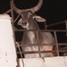 gamou2009_4.jpg